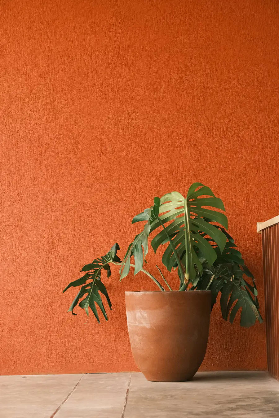 A potted monstera against a sunlit terracotta wall